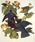 White-Crowned Pigeon Poster Print by John James Audubon - Item # VARPDX198096